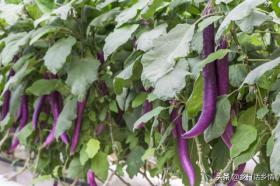 笨办法种蔬菜，茄子、辣椒、豆角、黄瓜一茬接一茬