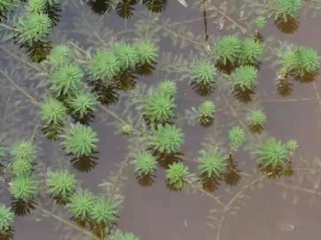 水草种植