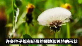 植物种子传播方式揭秘