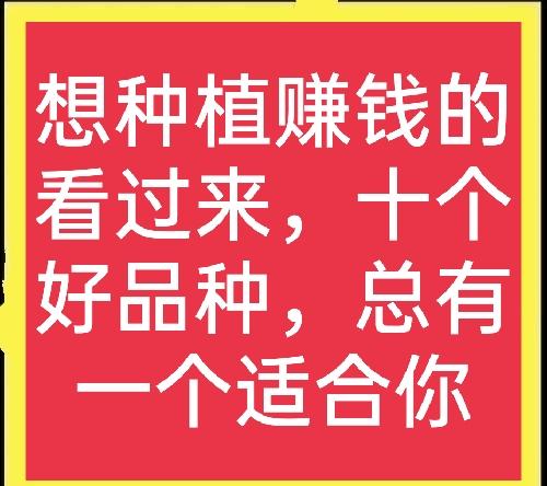 十大高收益种植项目揭秘，赚钱良机不容错过！